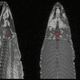 A dead salmon scanned using fMRI by Dartmouth College researchers. T-value is a measure of probability that the brain activity detected is down to chance (i.e. real or not).